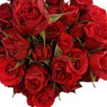 Premium Fresh Cut Spray Roses Wholesale Red Spray Roses Yunnan For Wedding Bouquets & Event Florals