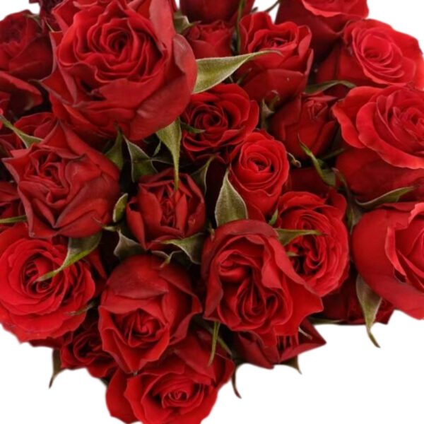 Premium Fresh Cut Spray Roses Wholesale Red Spray Roses Yunnan For Wedding Bouquets & Event Florals