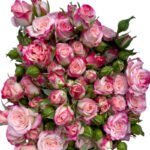 Premium Fresh Cut Spray Roses Wholesale Bi-color Spray Roses Yunnan For Wedding Bouquets & Event Florals
