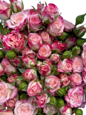 Premium Fresh Cut Spray Roses Wholesale Bi-color Spray Roses Yunnan For Wedding Bouquets & Event Florals