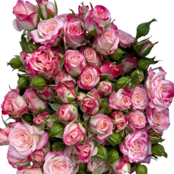 Premium Fresh Cut Spray Roses Wholesale Bi-color Spray Roses Yunnan For Wedding Bouquets & Event Florals