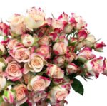 Premium Fresh Cut Spray Roses Wholesale Bi-color Spray Roses Yunnan For Wedding Bouquets & Event Florals
