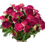 Premium Fresh Cut Spray Roses Wholesale Violet Spray Roses Yunnan For Wedding Bouquets & Event Florals