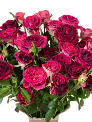 Premium Fresh Cut Spray Roses Wholesale Violet Spray Roses Yunnan For Wedding Bouquets & Event Florals