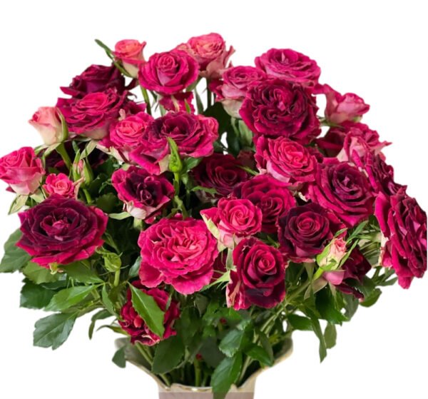Premium Fresh Cut Spray Roses Wholesale Violet Spray Roses Yunnan For Wedding Bouquets & Event Florals