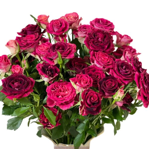 Premium Fresh Cut Spray Roses Wholesale Violet Spray Roses Yunnan For Wedding Bouquets & Event Florals