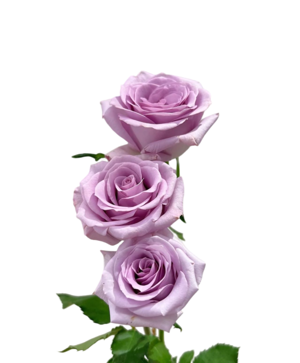 Premium Fresh Cut Roses Wholesale Purple Roses Yunnan For Wedding Bouquets & Event Florals