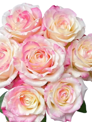 Premium Fresh Cut Roses Wholesale Purple Roses Yunnan For Wedding Bouquets & Event Florals