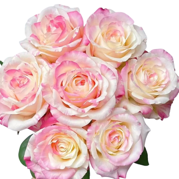 Premium Fresh Cut Roses Wholesale Purple Roses Yunnan For Wedding Bouquets & Event Florals