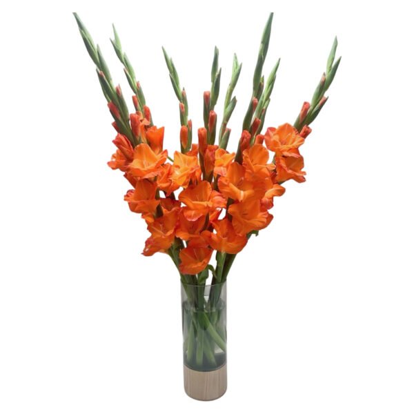 Fresh Cut Gladiolus A Grade Long Stem Cut Flowers Wholesale Cold Chain Export Globally