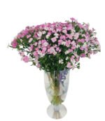 Fresh Cut Dianthus, Yunnan Kunming A Grade Cut Filler Flowers Wholesale Supply