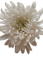 Fresh Cut Chrysanthemum White Wholesale Yunnan Wedding Bouquet Filler Flowers