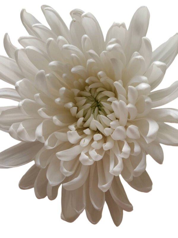 Fresh Cut Chrysanthemum White Wholesale Yunnan Wedding Bouquet Filler Flowers