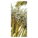 Fresh Cut Eucalyptus Pods A Grade Long Vase Life Eucalyptus Pods Fruits for Flower Arrangement Wholesale Cold Chain Export