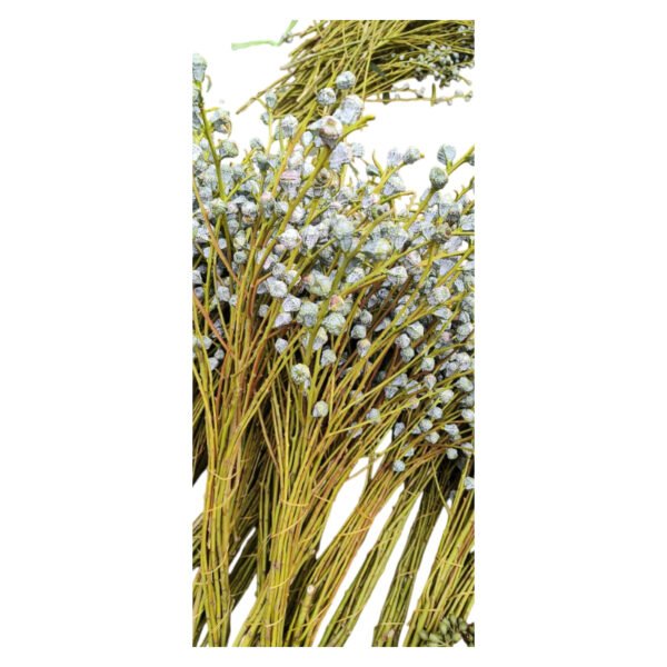Fresh Cut Eucalyptus Pods A Grade Long Vase Life Eucalyptus Pods Fruits for Flower Arrangement Wholesale Cold Chain Export