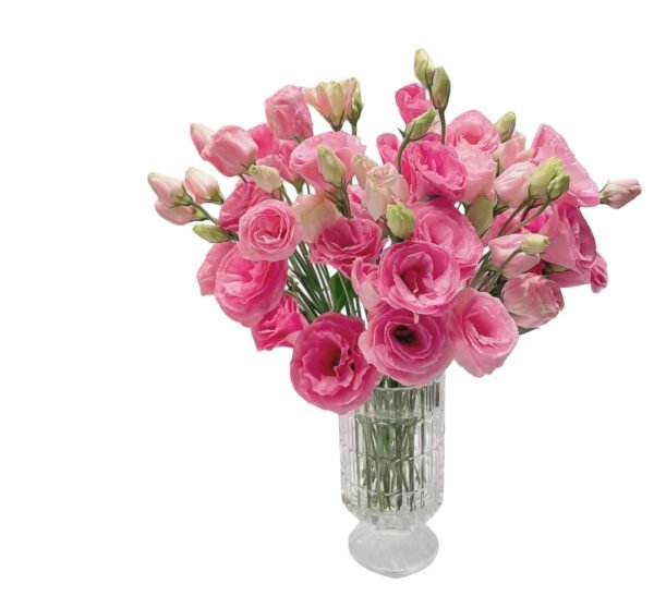 Premium Fresh Cut  Lisianthus Pink Eustoma Wholesale Yunnan For Wedding Bouquets
