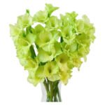 Fresh Cut Gladiolus A Grade Long Stem Cut Flowers Wholesale Cold Chain Export Globally