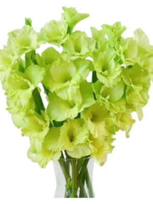 Fresh Cut Gladiolus A Grade Long Stem Cut Flowers Wholesale Cold Chain Export Globally