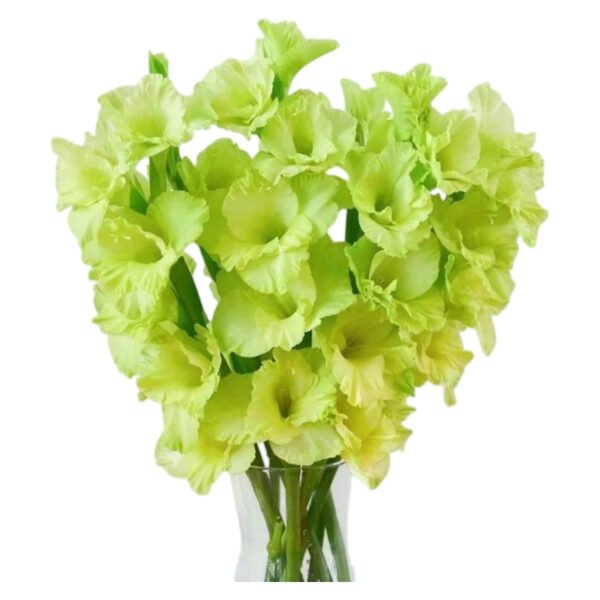 Fresh Cut Gladiolus A Grade Long Stem Cut Flowers Wholesale Cold Chain Export Globally