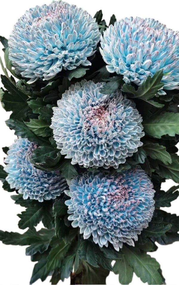 Fresh Cut Chrysanthemum Pink Peony Chrysanthemum Wholesale Yunnan Wedding Bouquet Filler Flowers