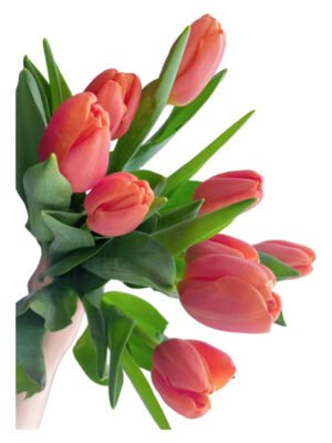 Fresh Cut Tulips A Grade Long Stem Cut Flowers Wholesale Cold Chain Export Globally