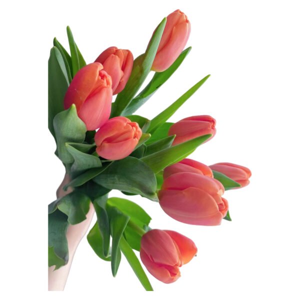 Fresh Cut Tulips A Grade Long Stem Cut Flowers Wholesale Cold Chain Export Globally