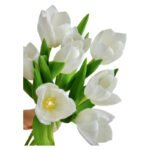 Fresh Cut Tulips A Grade Long Stem Cut Flowers Wholesale Cold Chain Export Globally