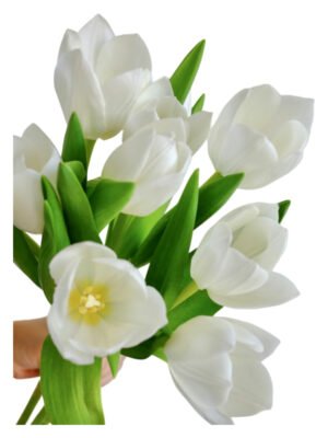 Fresh Cut Tulips A Grade Long Stem Cut Flowers Wholesale Cold Chain Export Globally