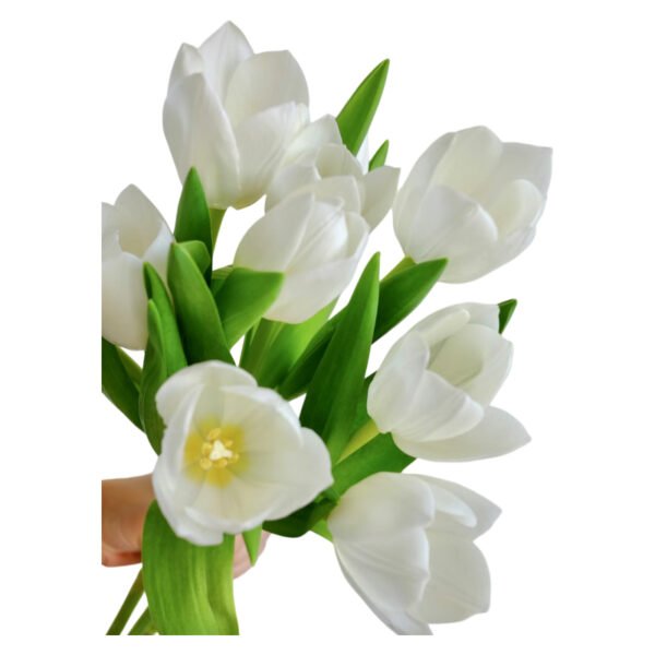Fresh Cut Tulips A Grade Long Stem Cut Flowers Wholesale Cold Chain Export Globally