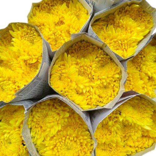 Fresh Cut Chrysanthemum Yellow Wholesale Yunnan Wedding Bouquet Filler Flowers