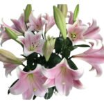 Premium Fresh Cut Lilies Light Pink Lily Wholesale Yunnan For Wedding Bouquets, Event Centerpieces & Hotel Florals