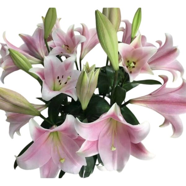 Premium Fresh Cut Lilies Light Pink Lily Wholesale Yunnan For Wedding Bouquets, Event Centerpieces & Hotel Florals