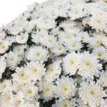 Fresh Cut Chrysanthemum White Wholesale Yunnan Wedding Bouquet Filler Flowers
