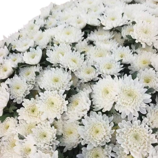Fresh Cut Chrysanthemum White Wholesale Yunnan Wedding Bouquet Filler Flowers