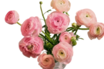Fresh Cut Ranunculus Filler Flowers Decorative Wholesale Cold Chain Supply from Yunnan Kunming