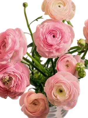 Fresh Cut Ranunculus Filler Flowers Decorative Wholesale Cold Chain Supply from Yunnan Kunming