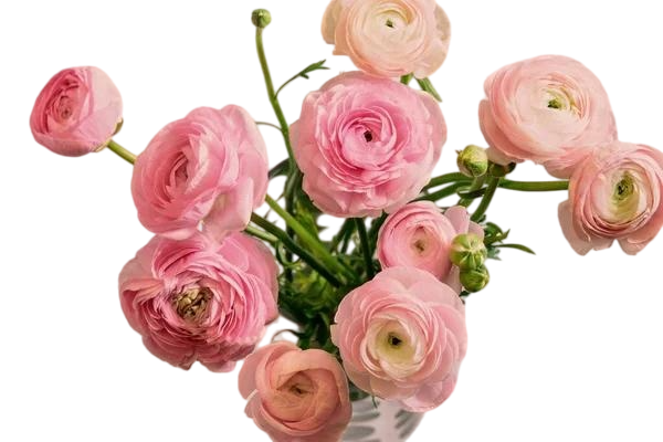 Fresh Cut Ranunculus Filler Flowers Decorative Wholesale Cold Chain Supply from Yunnan Kunming