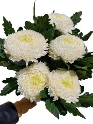 Fresh Cut Chrysanthemum White Peony Chrysanthemum Wholesale Yunnan Wedding Bouquet Filler Flowers