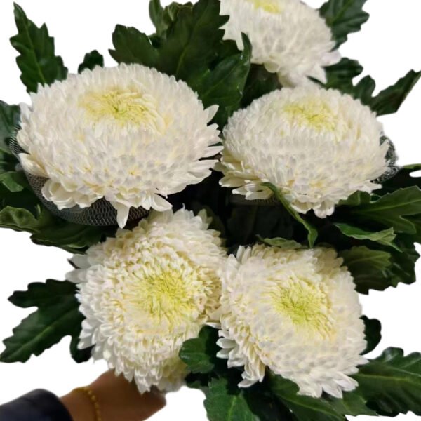 Fresh Cut Chrysanthemum White Peony Chrysanthemum Wholesale Yunnan Wedding Bouquet Filler Flowers