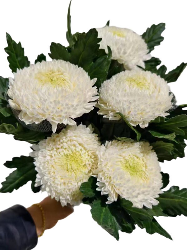 Fresh Cut Chrysanthemum White Peony Chrysanthemum Wholesale Yunnan Wedding Bouquet Filler Flowers