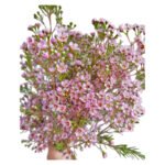 Premium Fresh Cut Wintersweet  A Grade Wax Flowers Wholesale from Yunnan Kunming Cold Chain Export