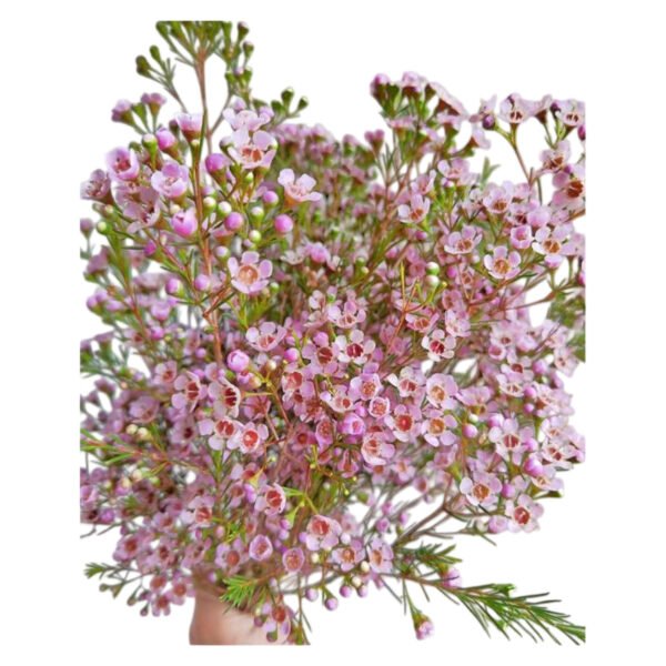 Premium Fresh Cut Wintersweet  A Grade Wax Flowers Wholesale from Yunnan Kunming Cold Chain Export