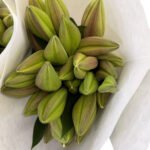 Premium Fresh Cut Lilies Light Pink Lily Wholesale Yunnan For Wedding Bouquets, Event Centerpieces & Hotel Florals