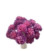 Fresh Cut Carnations Dianthus Supplier China Yunnan Bulk Export For Overseas Flower Importers