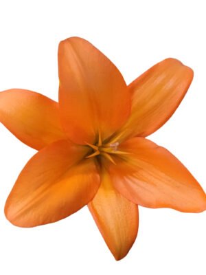 Premium Fresh Cut Lilies Orange Lily Wholesale Yunnan For Wedding Bouquets, Event Centerpieces & Hotel Florals
