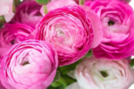 Fresh Cut Ranunculus Filler Flowers Decorative Wholesale Cold Chain Supply from Yunnan Kunming