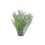 Fresh Cut Statice Limonium A Grade Filler Flowers Wholesale from Yunnan Kunming Cold Chain Export