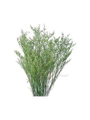 Fresh Cut Statice Limonium A Grade Filler Flowers Wholesale from Yunnan Kunming Cold Chain Export