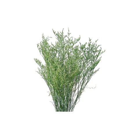 Fresh Cut Statice Limonium A Grade Filler Flowers Wholesale from Yunnan Kunming Cold Chain Export