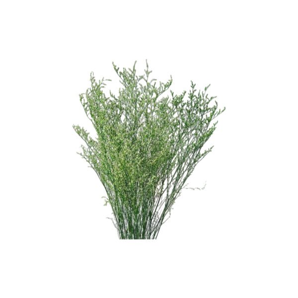 Fresh Cut Statice Limonium A Grade Filler Flowers Wholesale from Yunnan Kunming Cold Chain Export